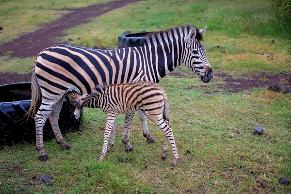 Pequeña cebra bebé, beber leche de la madre cebra en la naturaleza i —  Fotos de Stock