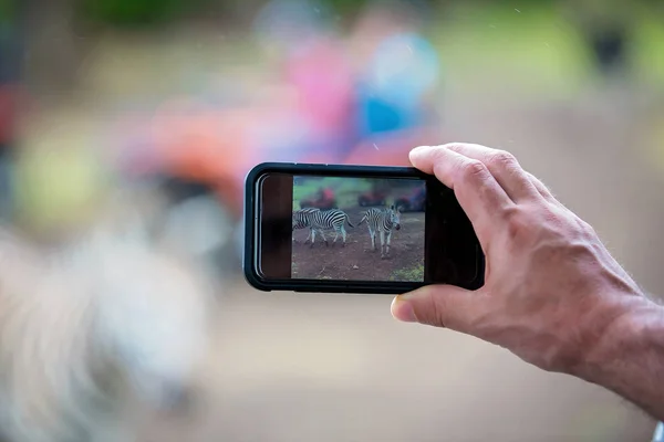 Homem, tomando pitcure com telefone de rebanho de zebras e avestruz em — Fotografia de Stock