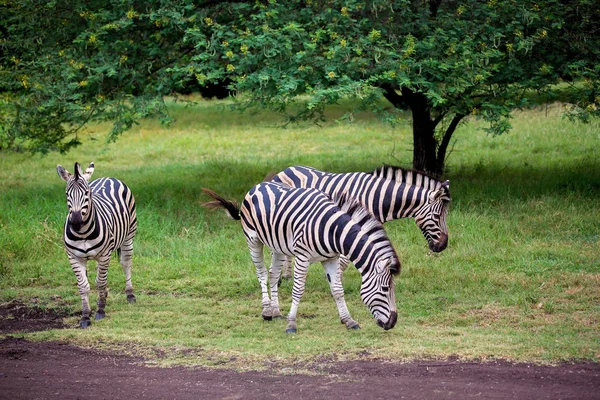 Parkta vahşi zebra ve devekuşu sürüsü — Stok fotoğraf