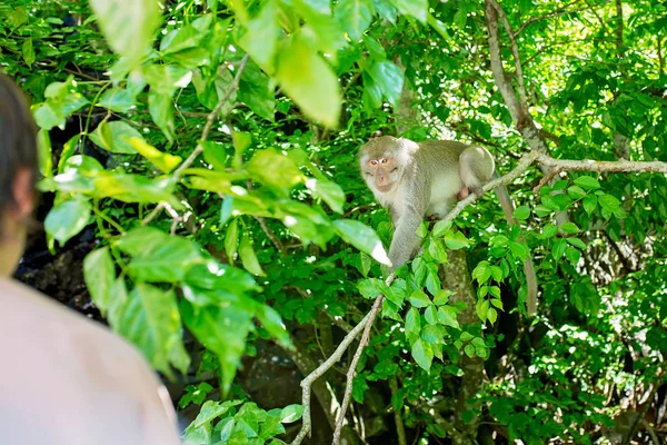 Дети, кормящие обезьян на дереве с лодки в однодневной поездке в Ма — стоковое фото