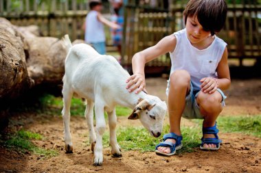 Preschool boy, petting little goat in the kids farm. Cute kind c