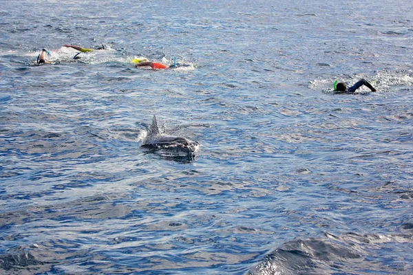 Az emberek, snorkeling a nyílt óceán, úszás delfinekkel — Stock Fotó