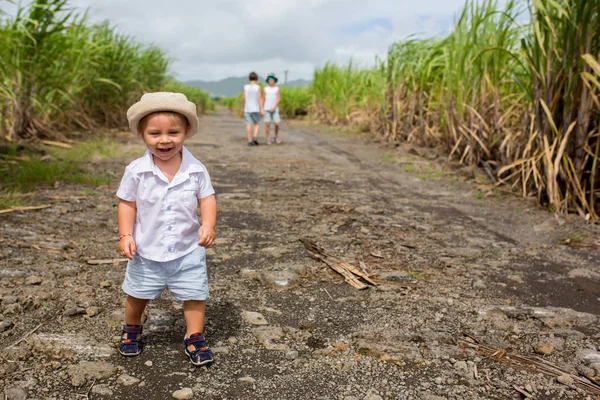 Gente feliz, niños, corriendo en el campo de caña de azúcar en Mauricio — Foto de Stock