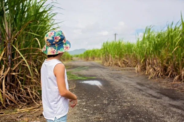 Gente feliz, niños, corriendo en el campo de caña de azúcar en Mauricio —  Fotos de Stock