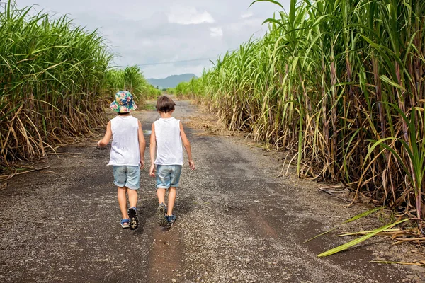 Gente feliz, niños, corriendo en el campo de caña de azúcar en Mauricio —  Fotos de Stock
