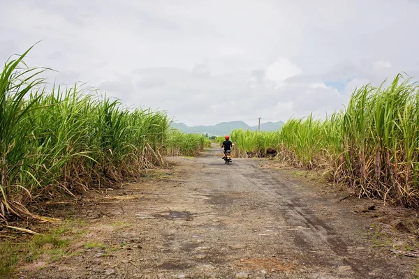 Gente feliz, niños, corriendo en el campo de caña de azúcar en Mauricio —  Fotos de Stock