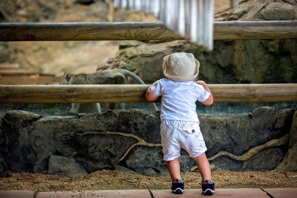 Lindo niño pequeño en el zoológico, explorando el mundo animal, watc — Foto de Stock