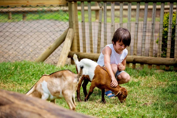 Niño de preescolar, acariciando una cabra en la granja de niños. Tipo lindo c —  Fotos de Stock