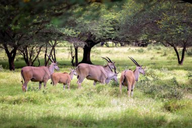 Ormanda impala antilopları. Mauritius Milli Parkı'nda Afrika antilopları, zebralar ve devekuşları