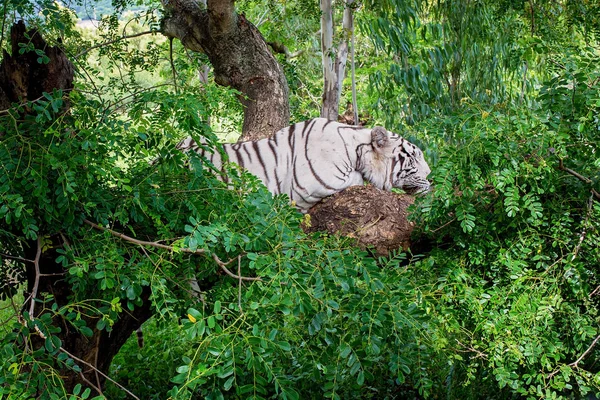 Tijger rust in de schaduw/wild dier in de natuur habitat — Stockfoto