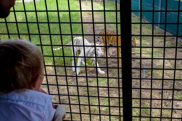 Tiger is resting in the shadow / wild animal in the nature habitat — стоковое фото