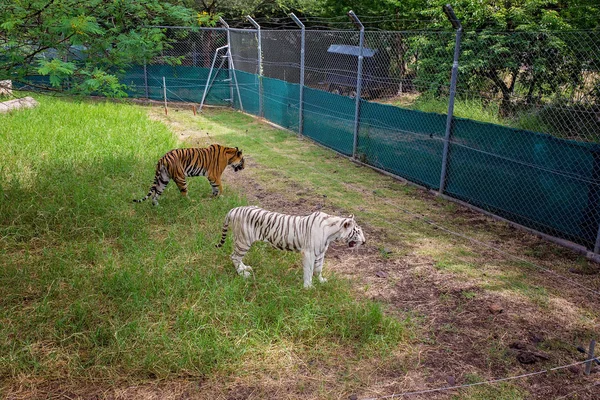 Tijger rust in de schaduw/wild dier in de natuur habitat — Stockfoto