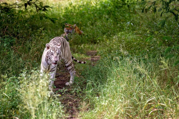 Tijger rust in de schaduw/wild dier in de natuur habitat — Stockfoto