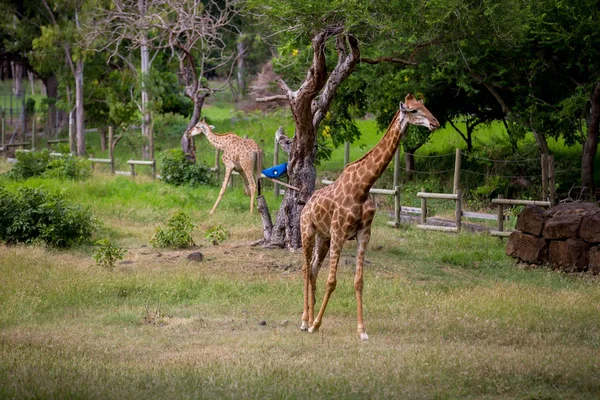 Pessoas que gostam de girafas no parque de safári de animais selvagens — Fotografia de Stock