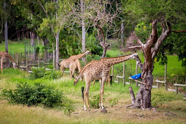 Άτομα που απολαμβάνουν καμηλοπαρδάλεις σε πάρκο σαφάρι άγριων ζώων — Φωτογραφία Αρχείου