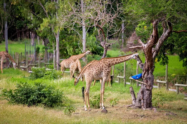 Menschen genießen Giraffen im Wildtier-Safaripark — Stockfoto