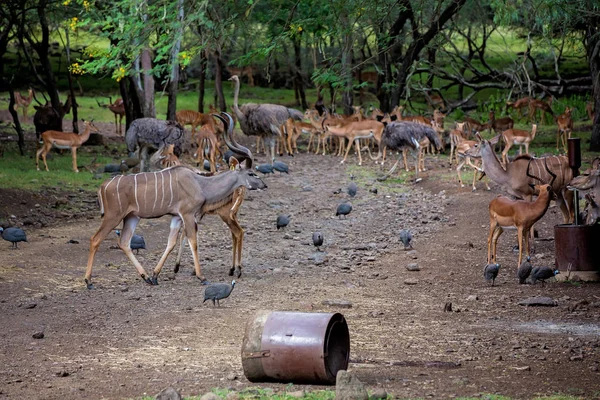 Ormanda Impala Antilopları Mauritius Milli Parkı Nda Afrika Antilopları Zebralar — Stok fotoğraf