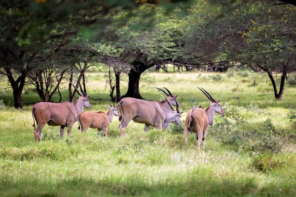 숲에서 임팔라 모리셔스 공원의 아프리카 얼룩말 — 스톡 사진