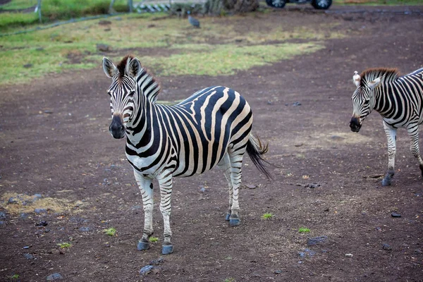 Herd of zebras and ostrich in the wild in park — Stock Photo, Image