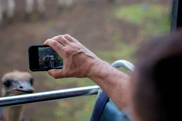 Man, taking pitcure with phone of herd of zebras and ostrich in — Stock Photo, Image