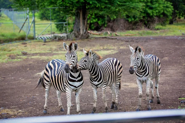 Stádo zebry a pštrose v přírodě v parku — Stock fotografie