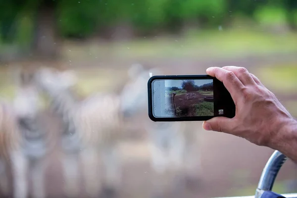 Homem, tomando pitcure com telefone de rebanho de zebras e avestruz em — Fotografia de Stock