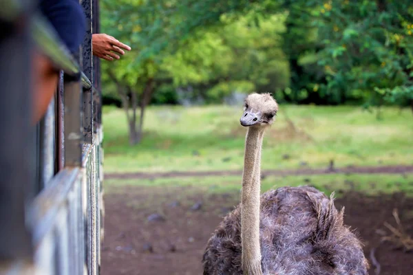 Retrato de avestruz caminhando em savana africana — Fotografia de Stock