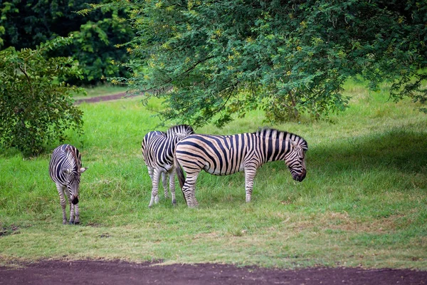 Стадо зебр і страусів у дикій природі в парку — стокове фото