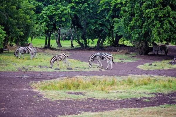 Rebanho de zebras e avestruz na natureza no parque — Fotografia de Stock