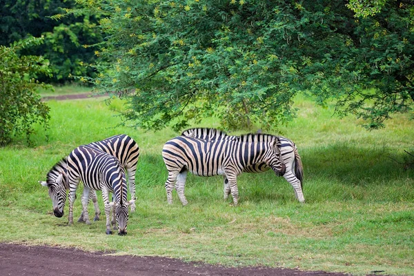 Rebanho de zebras e avestruz na natureza no parque — Fotografia de Stock