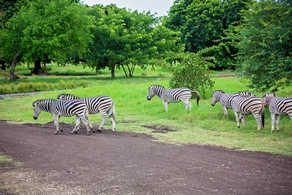 Стадо зебр и страус в дикой природе в парке — стоковое фото