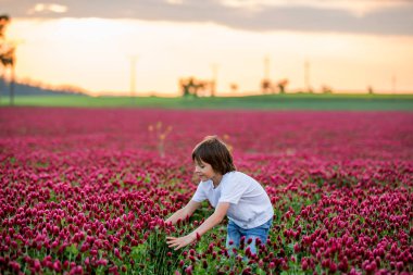 Gün batımında muhteşem kırmızı yonca alanında güzel çocuk, gath