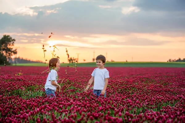 美丽的孩子在华丽的深红色三叶草领域在日落 — 图库照片