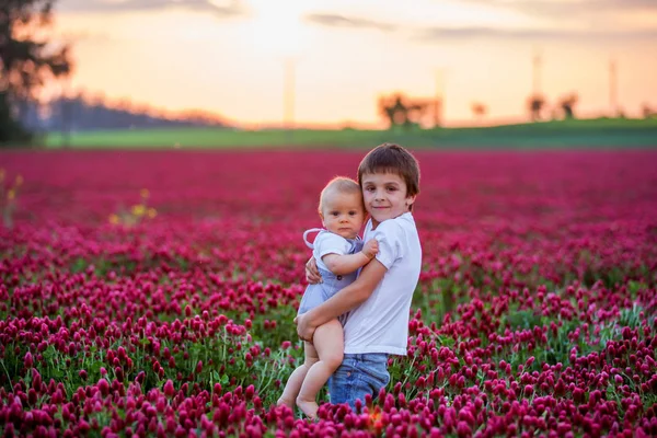 Hermosos niños en el hermoso campo de trébol carmesí en la puesta del sol —  Fotos de Stock