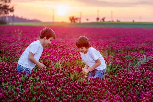 Hermosos niños en el hermoso campo de trébol carmesí en la puesta del sol — Foto de Stock