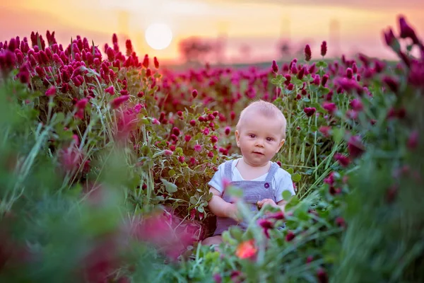 Menino bonito criança em lindo campo de trevo carmesim no pôr do sol — Fotografia de Stock