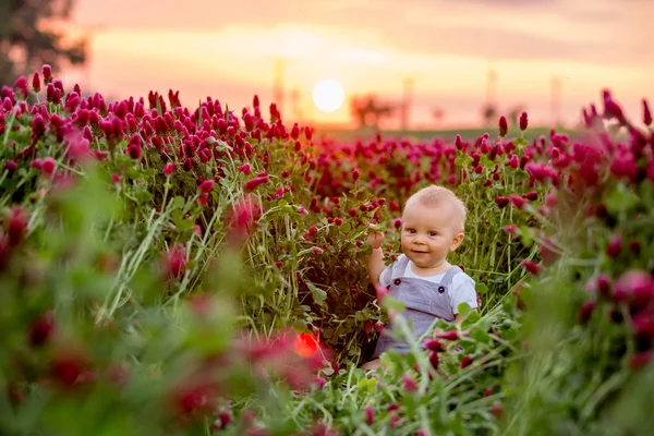 Hermoso niño en hermoso campo de trébol carmesí en la puesta del sol — Foto de Stock