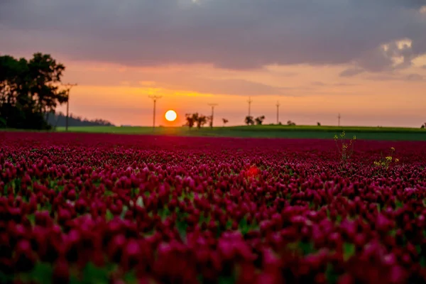 Beautiful children in gorgeous crimson clover field on sunset — Stock Photo, Image