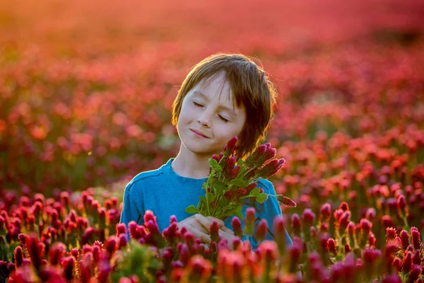 Hermoso niño en hermoso campo de trébol carmesí en la puesta del sol, mantenga —  Fotos de Stock