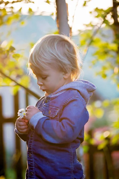 Petit garçon tout-petit avec jeans et chemise, tenant de jolies fleurs sur — Photo