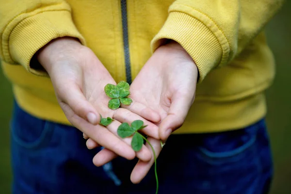 Kinderhände halten glückliche vierblättrige Kleeblätter. Junge haben viele vier l — Stockfoto