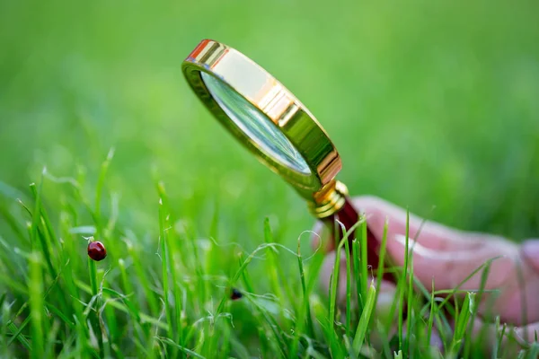 Preteen child, boy, exploring with magnifying glass, watching la — Stock Photo, Image