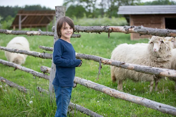 Little preschool boy looking at sheeps in a farm. Holiday for fa — Stock Photo, Image