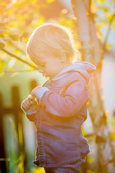 Menino pequeno com jeans e camisa, segurando flores bonitos em — Fotografia de Stock