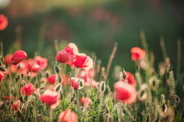 Gün batımında Poppy alanı, alanda güzel vahşi çiçekler 