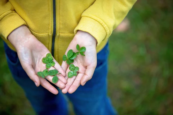 Çocuk elleri şanslı dört yapraklı yonca tutuyor. Çocuğun dört l'si var. — Stok fotoğraf