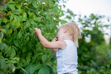 Küçük yürümeye başlayan çocuk, çocuk, ahududu toplama