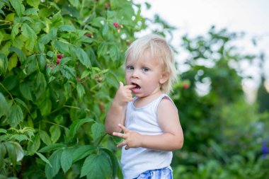 Küçük yürümeye başlayan çocuk, çocuk, ahududu toplama
