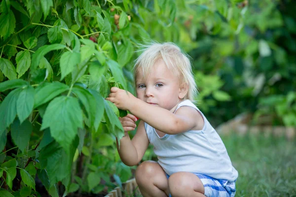 Chłopiec małego malucha, dziecko, zbierając raspberiies — Zdjęcie stockowe