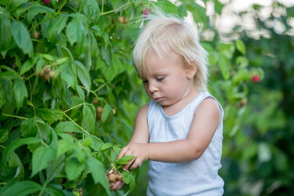 Kleine peuter jongen, kind, verzamelen raspberiies — Stockfoto